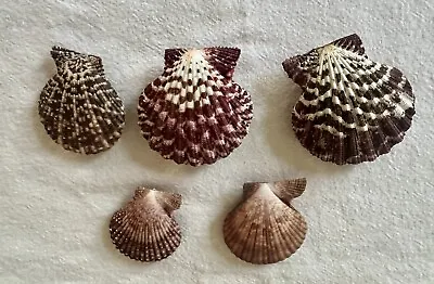 Five Double Sided Bay Scallop Seashells Purples • $20