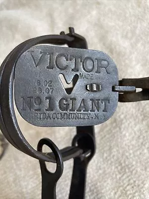 Vintage Victor Giant No 1 Long Spring Trap Trapping Newhouse • $31