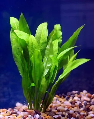 *BUY 2 GET 1 FREE* Amazon Sword Echinodorus Bleheri Live Aquarium Plants Rooted✅ • $8.99