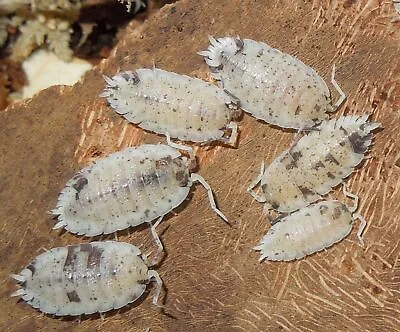 100 Dalmatian Isopods (Porcellio Scaber  Dalmatian ) Live Insect Vivarium • $40