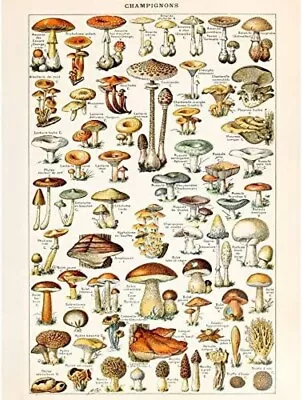 Millot Encyclopedia Page Mushrooms Fungus Unframed Wall Art Print Poster • £7