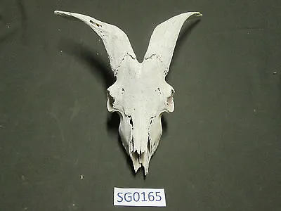 Goat Skull Texas Exotic Hunting Ranch Decoration Mount Horns SG0165 • $75