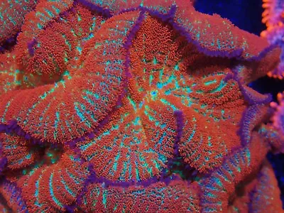 Forest Fire Rhodactis Mushroom Marine Aquarium Soft Coral Single Mushrooms • £12.50