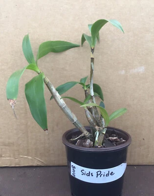 $15 • Buy Dendrobium Sids Pride