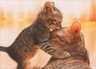 Kitten Hugs Cat Cat Mother's Day Card - Greeting Card By Avanti Press • $3.99