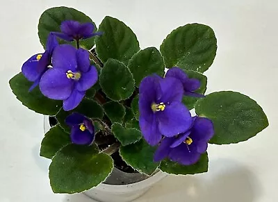 African Violet Little Blue Bandit Large Mature Blooming Plant. Miniature. • $16.99