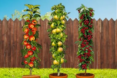 Cherry Pear And Apple Dwarf Fruit Trees Set Of 3 • £39.99