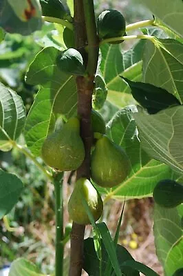 Lattarula Italian Honey Fig Tree - Live Starter Plants - Ficus Carica • $32.73