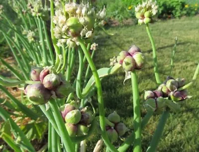 Egyptian Walking Onions Live 6 Bulbs Vegetable Perennial Heirlooms Organic • $12.99