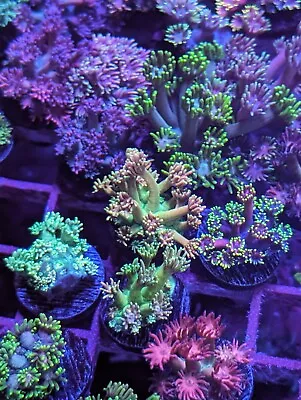 ULTRA GONI 3 FRAG PACK- WYSIWYG -Gonipora- ULTRA LIVE CORAL • $130