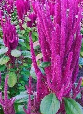 50+ Lotus Purple Amaranthus / Annual Flower Seeds • £3.61