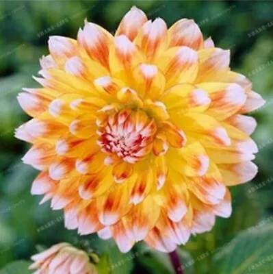 20 SEEDS For Gold Yellow White Tip DAHLIA Rare Flower Exotic Plant USA Seller • $7.75