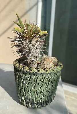 🌟 Exclusive Pachypodium Namaquanum - Rare Desert Jewel! 🌵 • $75