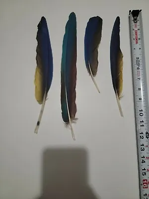 Hybrid Macaw Naturally Molted Feather For Crafts (B) • $15