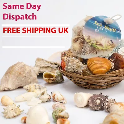 Sea Shells Mixed Natural Indian Wedding Display Aquarium Craft Decoration Beach • £2.39