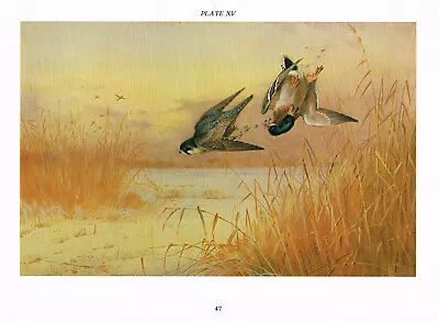 Peregrine Falcon Mallard Duck Bird Vintage Print Picture 1981 Thorburn TL#47 • £3.99
