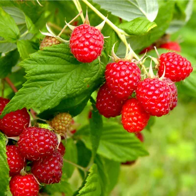 10 'Autumn Bliss' Red Raspberry Canes / Rubus Idaeus 'Autumn Bliss' Big & Tasty • £16.99