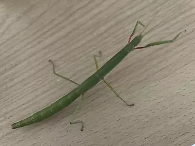 £4.99 • Buy Indian Stick Insect Nymphs X5