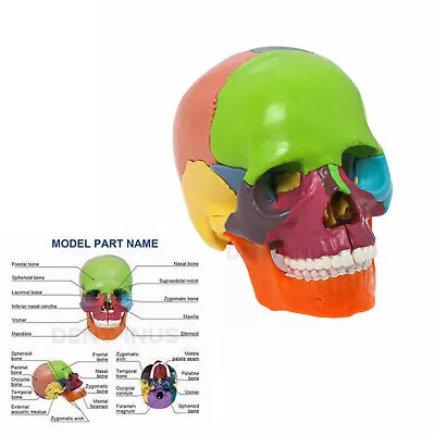 15 Parts Colorful Human Skull Model Anatomical Anatomy Medical Teach Skeleton • $35.99