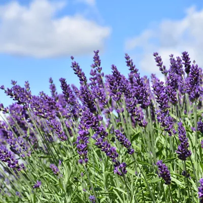 Lavender English Lavandula Angustifolia Vera 600+ Seeds (Flower/Plant/Herb/Wild) • £2.38