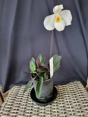 Paphiopedilum Orchid  Armeni White • $56