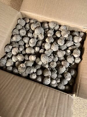 250+ Fresh Wisconsin Burr Oak Acorns For Tree Planting Seedlings • $24.99