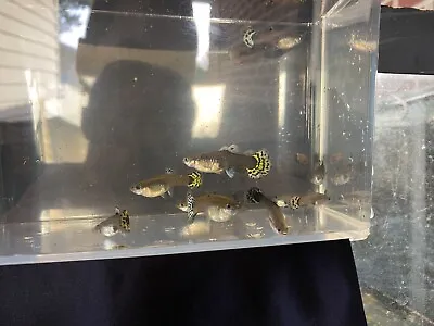 10 Fancy Female Guppy Live Bearers Freshwater Aquarium Fish • $50