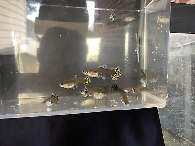 $32 • Buy 3 Fancy Female Guppy Live Bearers Freshwater Aquarium Fish