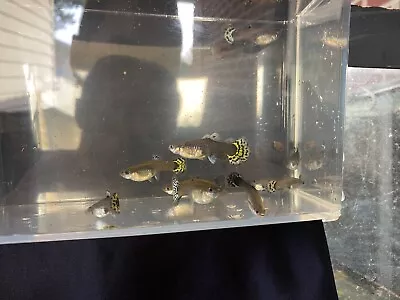 6 Fancy Female Guppy Live Bearers Freshwater Aquarium Fish • $40