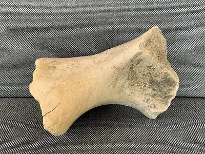 Large Fossil Bone Specimen Bison Rhino Mammoth ? Rare Pleistocene Ice Age UK • $142.99