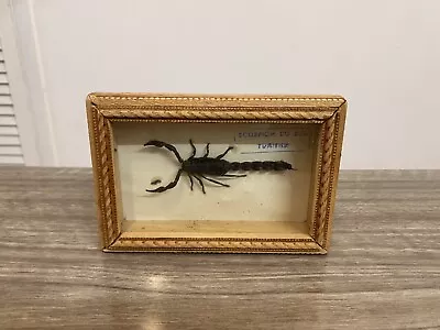 Vintage Real Fattail Scorpion Taxidermy Insect In Wooden Display Wit Glass Front • $37.33