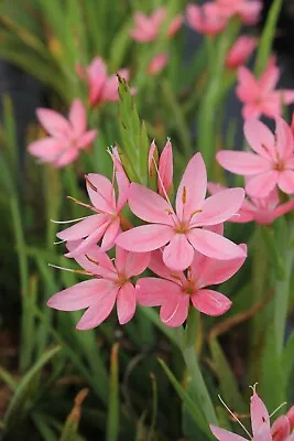 Schizostylis Hesperantha Coccinea Pink Princess Kaffir Lily 2L Perennial Plant • £7.50