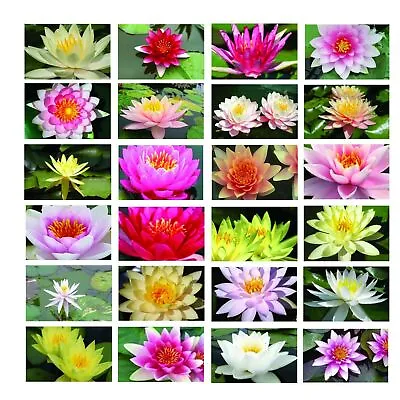 Pot Luck Type  Water Lily - Bareroot -  Pond Plants - Water Lilies - Aquatic ... • £7.15