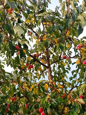 10 Crab Apple Tree Cutting (Unrooted) • £7.99