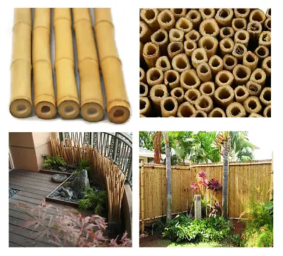 3ft Bamboo Canes Thick Strong Garden Plant Support Fencing Wood Trellis Sticks • £12.98