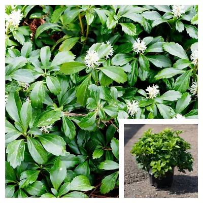 Pachysandra Terminalis 1Gallon Four Packs Japanese Pachysandra White Tiny Flower • $18.99