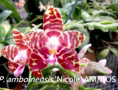 $25 • Buy FPOrchids Species Phalaenopsis Amboinensis 'White' 'Nicole' AM/AOS - Tubestock