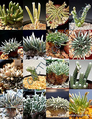  AVONIA MIX Variety Rare Exotic Flowering Succulent Cactus Plant Seed - 15 SEEDS • $8.99