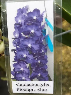 Orchid Vanda Ploenpit Blue Fragrant Mad Happenings Tropical Plants • $43.95