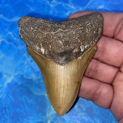 Megalodon Shark Tooth 3.39” Huge Teeth Meg Scuba Diver Direct Fossil Nc 2831 • $17.50