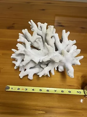 White Finger Branch Coral 12 X10  • $55