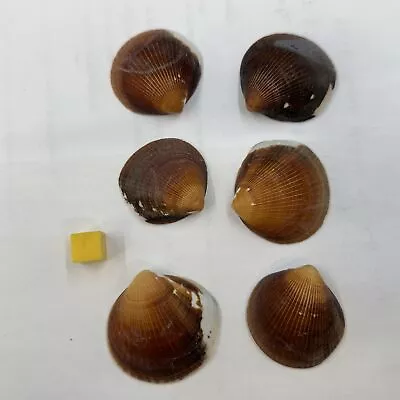 6 X Brown Cockle Seashells - Genuine Shell Specimen • £8.40