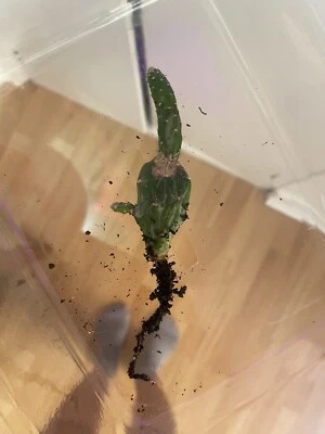 £0.55 • Buy 1 Prickly Pear Opuntia Monacantha Rooted Cutting House Plant Organic Propagation