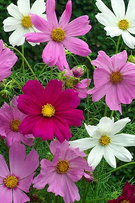 Flower Cosmos Sensation Mix  750 Flower Seeds • £2.49