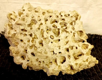 $20 • Buy Brain Coral Fossil 469 Grams Display Ready Specimen Morrison Formation