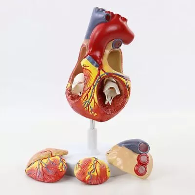 Human Heart Model 4Part Life Size Anatomically Accurate Numbered Medical Model • $143.62