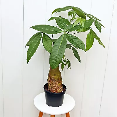 GIANT Money Tree Single Stem Pachira Good Luck Tree LIVE Houseplant In 6  Pot • $68.95