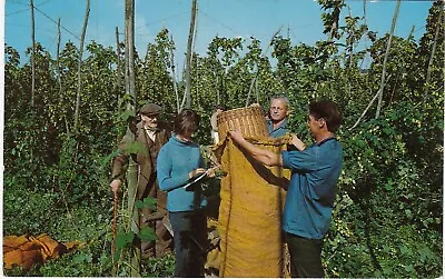 Hop Picking Scene MAIDSTONE AREA Kent • £2.99