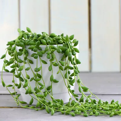£15.99 • Buy T&M String Of Teardrops Senecio Houseplants Trailing Tender Perennial 11cm Pots