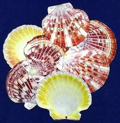 Macaronis Scallop Half Shells~ 2 ~ Craft Seashells (10 Shells) • $6.62